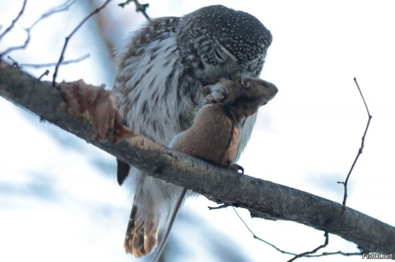 А, вот мои фотки. Самая маленькая сова - Воробьиный сыч: