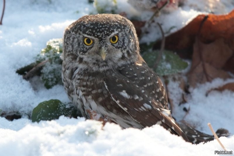 А, вот мои фотки. Самая маленькая сова - Воробьиный сыч: