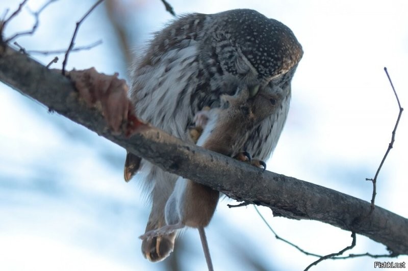 А, вот мои фотки. Самая маленькая сова - Воробьиный сыч: