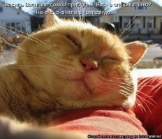 Стамбульский кот Томбили