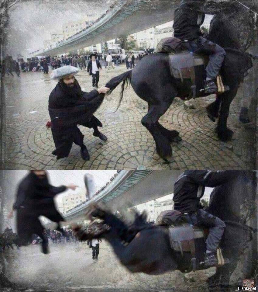 лошадь брыкается. лошадь лягнула. травмы лошадей на скачках. лошадь лягается. лошадь брыкается.