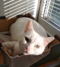 А мне понравилось - теперь знаю как своего кота переименовать, а то "Крысёныш" для него простовато. Вот только у меня вопрос: "Ахуитцотль" - это полное имя, а короткое (ласкательное) это как - кто подскажет? Спасибо.