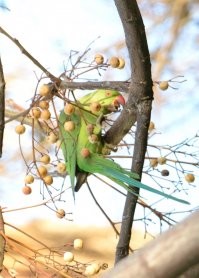 Попугаи выходят на тропу войны