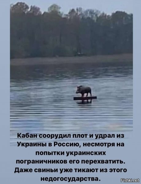 Пластмассовый кабан на пластмассовом плоту посреди пруда в польской деревне.
И, да: