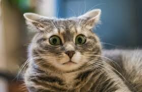 Ах.уиткотль знаю. Ах.уитцотль - не, не знаю...