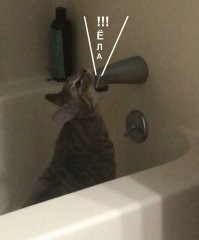 16 неудачных фотографий котов, которые вызывают улыбку