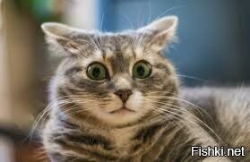 Как так, на Камчатке есть, а на севере Сахалина нету?!!