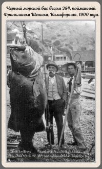 И главное, написано же, на самом фото: сибас. Морской окунь. Ну, пишется так. Не, блин, морской бас.