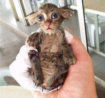 17 фотографий животных, у которых купание вызвало самые разные эмоции