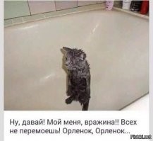 17 фотографий животных, у которых купание вызвало самые разные эмоции