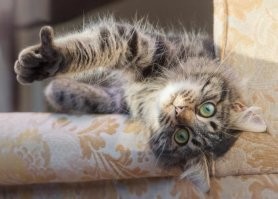 Смешные комментарии из соц.сетей