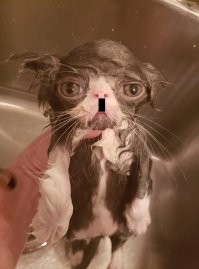 17 фотографий животных, у которых купание вызвало самые разные эмоции