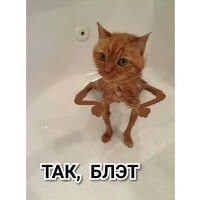 17 фотографий животных, у которых купание вызвало самые разные эмоции