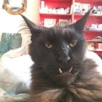 17 котов, которые показали свои зубы и умилили людей