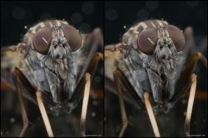 сложная стерео увидел по середине что то типа курочки или ламы но не понятно что.вот на этой научитесь и будете легко другие видеть)