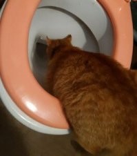 Скрины из соцсетей