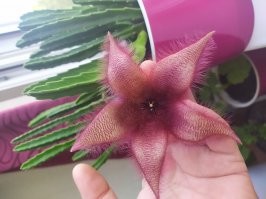 у меня цвёл кактус недавно