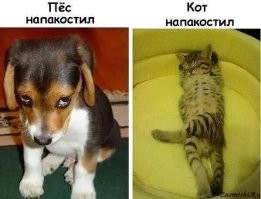 Да ладно, кот и накосячил? Вот он какой.