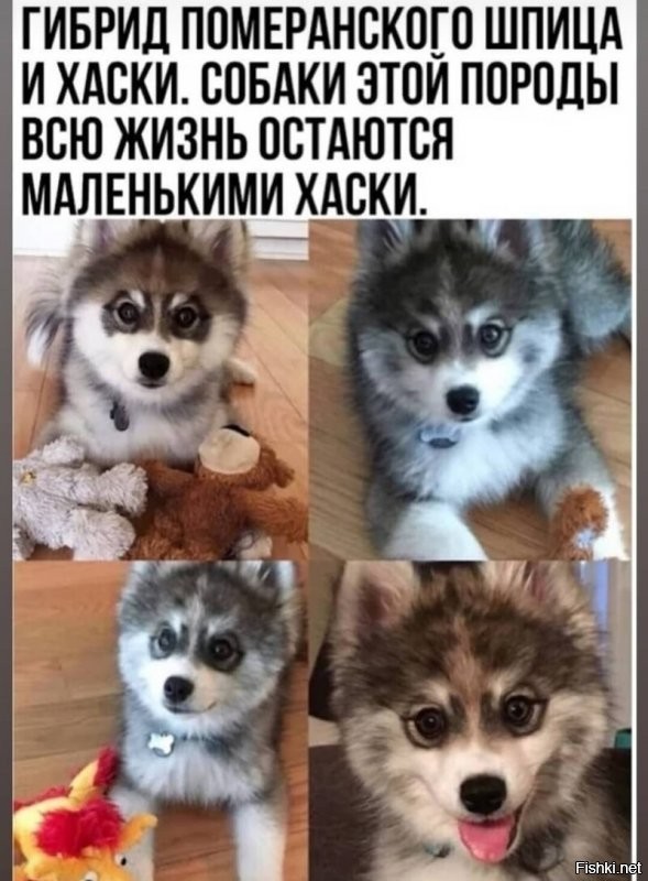 Хаски: Высота в холке 55-60 см, вес 23-28 кг.
Померанский шпиц: Высота в холке 17-20 см, вес 1,9-3,5 кг.
Внимание, вопрос: КАК?!