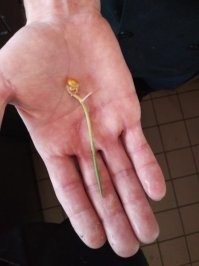 Ядро попкорна проросло? )) Автор похоже не знает что такое попкорн в принципе.