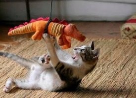 Смешнее котиков могут быть только котики !