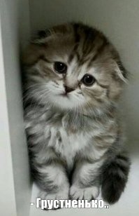 Смешной момент: кит обхитрил туристов и появился прямо у них за спиной