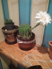 "Кактус в цвету". А у меня вот такой кактус цветет. Вечером выпускает очень большой цветок (почти с себя размером) и меньше чем через сутки вянет и отваливается. Очень красиво, но всего одну ночь.