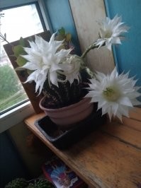 "Кактус в цвету". А у меня вот такой кактус цветет. Вечером выпускает очень большой цветок (почти с себя размером) и меньше чем через сутки вянет и отваливается. Очень красиво, но всего одну ночь.