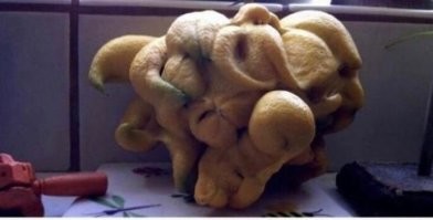 Это вроде как цитрон, известный под названием Рука Будды, ну мутировавший немного.
