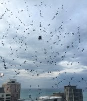 Пауку премию! Срочно!