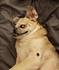 Он меня ненапугал, он меня цуко расмешил