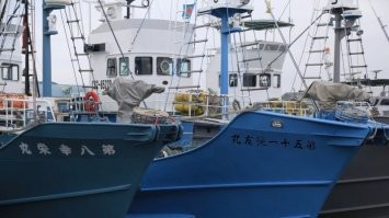 Японцы добывают китов и по сей день. Япония ежегодно добывала от 200 до 1200 китов - как утверждалось, в научных целях.  Японцев неоднократно уличали в том, что под видом охоты в научных целях они на самом деле ведут коммерческий промысел.  А в 2019 Япония заявила, что возобновила охоту на китов в коммерческих целях.  Власти Японии установили квоту по добыче 227 китов на 2019г.