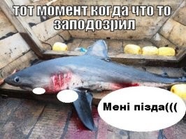 12 фактов об акулах, которые откроют для вас что-то новое