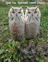 Большой Калейдоскоп фото, приколов и картинок