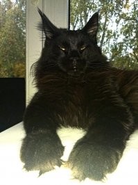 Мэй кун какой то полукровка и мелкий....вот какой должен быть