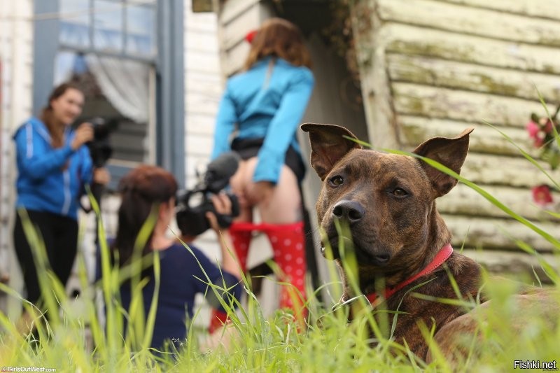 16 забавных и трогательных фотографий с участием собак