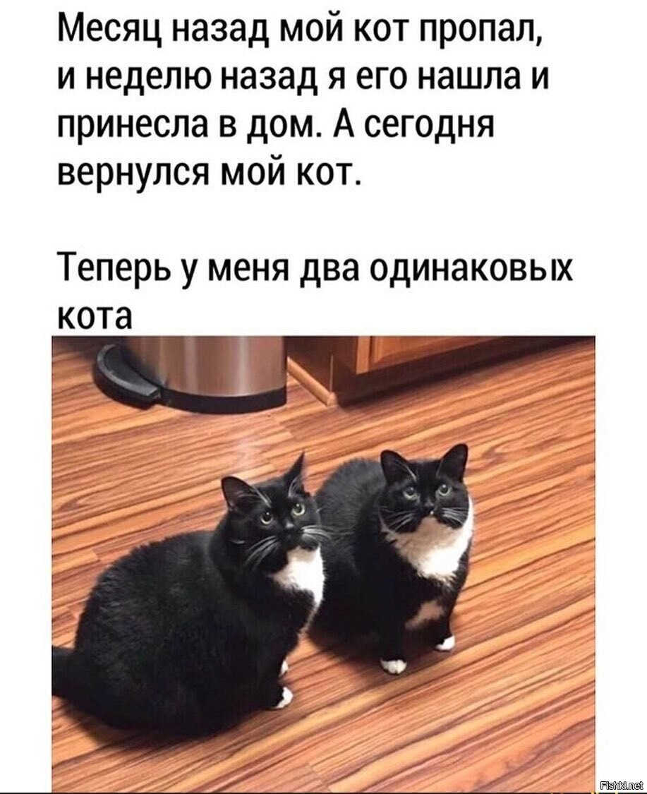 Анекдот про кота в картинках