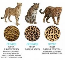 Бетти Пейдж: рождение леопарда