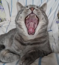 Кошачьи гифки