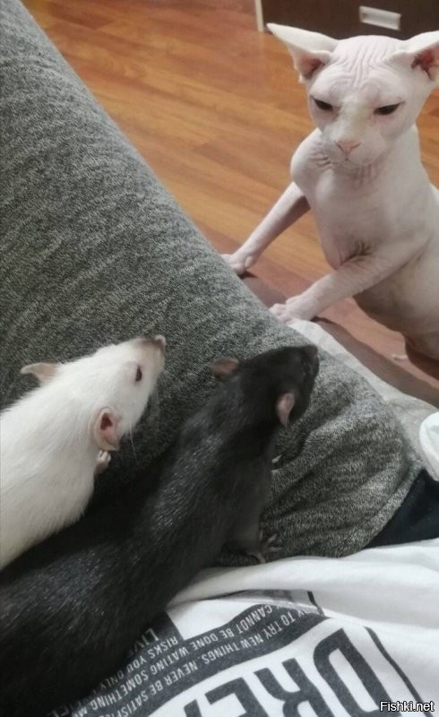 Крысы один в один, как мои!!!