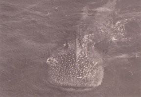 В 1980 г.на боевой в Индийском океане с этой красавицей встречался(снимок делался "СМЕНой"8м)