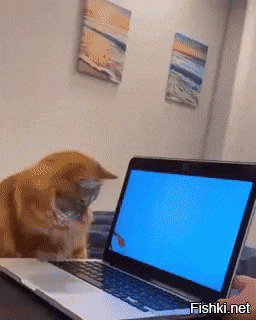 Кошачьи гифки