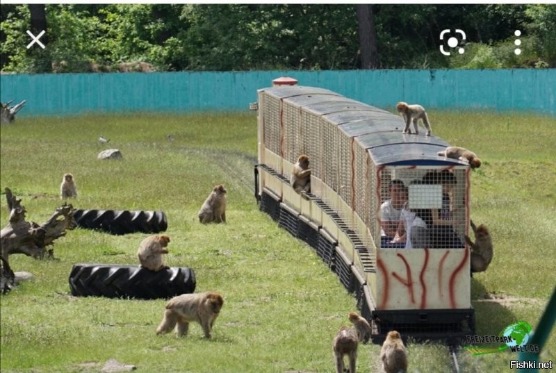 У нас поезд такой есть, только там людьми любуются обезьяны