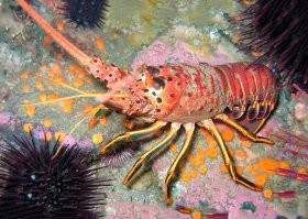 "Вперед, к свободе: лангуст, сбежавший из отдела охлажденной продукции"
Рак это. Лангусты не имеют таких развитых клешней.