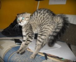 34 человека, которые явно переусердствовали с фотошопом