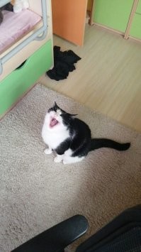 Кошачьи гифки