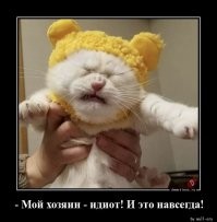 Новый интернет-тренд - собаки в париках