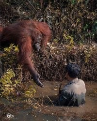 Еще они могут помочь человеку выбраться из трудного положения.