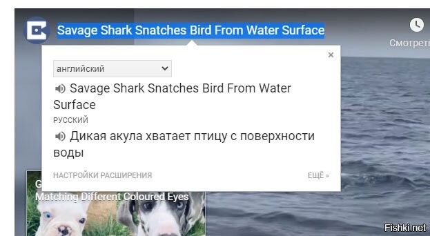 а бывают ручные акулы?