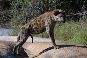 Самки гиен всегда больше, мощнее и агрессивнее самцов. Даже самая низкоранговая самка всегда будет иметь статус выше, чем самый «доминантный» самец. Почему же так сложилось? Эволюционные предпосылки отследить сложно, но причина мужеподобности самок довольно проста, но от этого не менее интересна. Все дело в том, что почти весь эстроген (женский гормон) у самок гиен еще на этапе образования обратно захватывается, а затем превращается в тестостерон (мужской гормон). Отсюда агрессия и большая мышечная масса у самок гиен. И еще кое-что. Простите за интимные подробности, но клитор самок по размерам превышает пенис самцов и достигает размером до 17 см. Таким образом, содержание тестостерона у самок гиен намного выше самцов, поэтому у гиен строгий матриархат, где с мужиками не считаются вовсе.